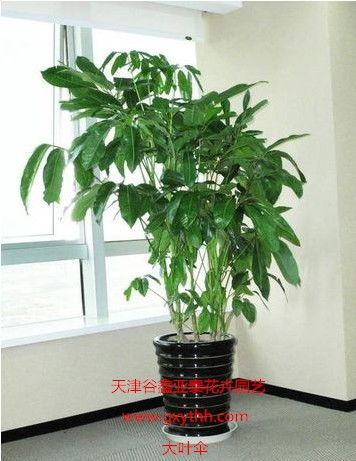 天津綠植花卉產(chǎn)業(yè)新貌 銷售、租賃與養(yǎng)護(hù)一站式服務(wù)探析