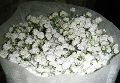 “一片星辰，一場花事” 鮮切花市場中的“雜草與鮮花”新觀察